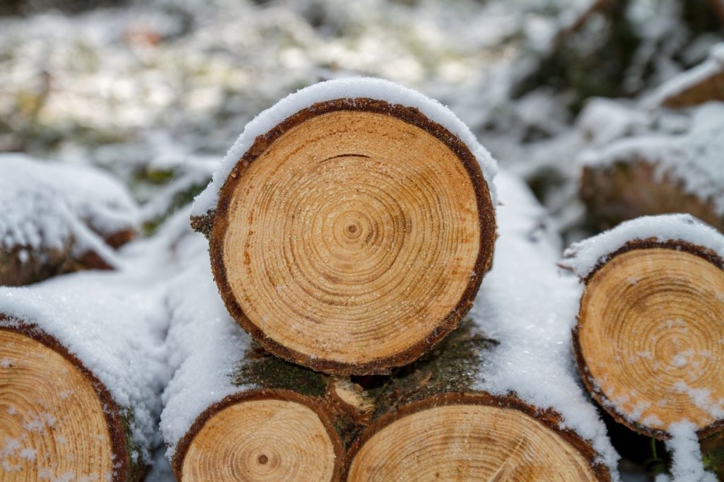 Вводится новая форма сопроводительного документа на перевозку древесины 1 wood woods saw 3163292