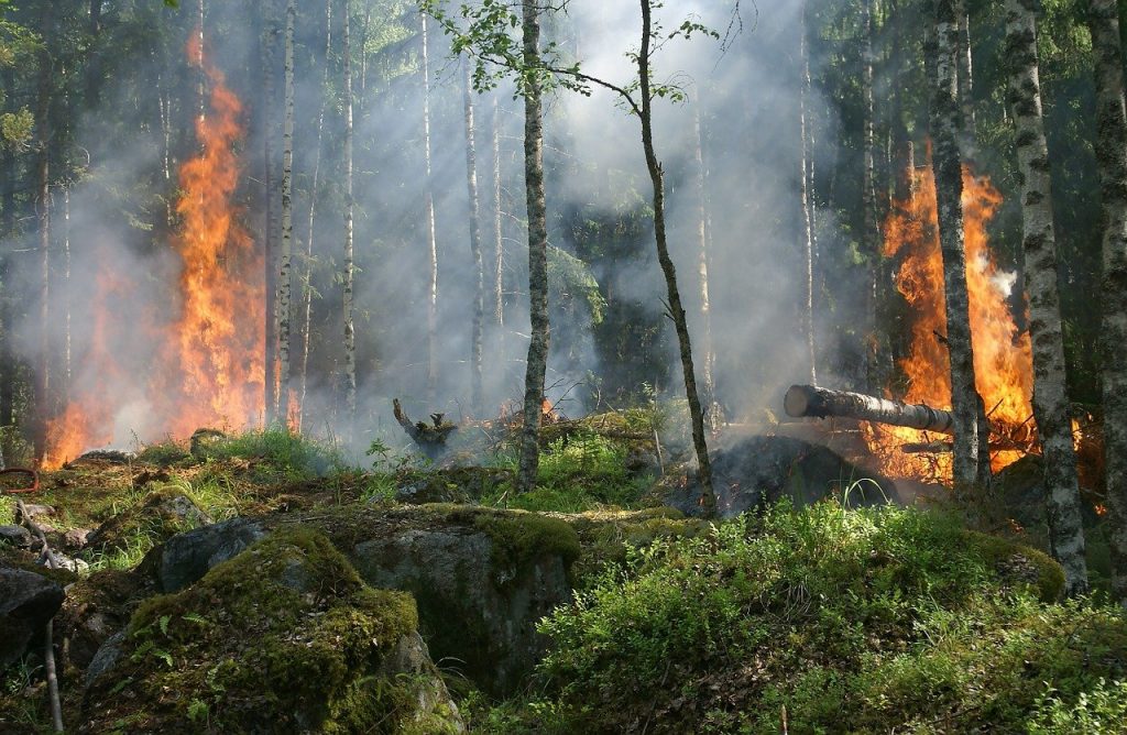 Особый противопожарный режим частично снят 8 forest fire trees burning 432870
