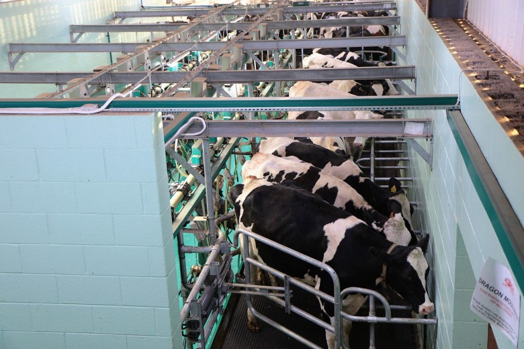 Утвержден паспорт целевой программы по обеспечению функционирования отраслей агропромышленного комплекса 6 milking parlour modern 1805390