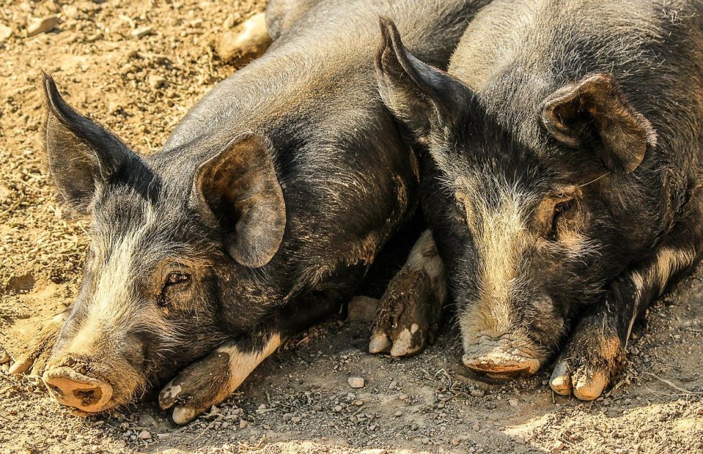 В Октябрьском МО выявлен очаг африканской чумы свиней 6 pigs hogs muddy 202000