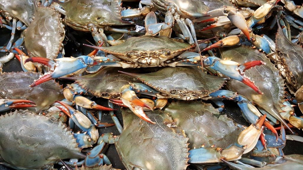 Установлены минимальные объемы вылова крабов на одно судно 8 crab blue live 2124136