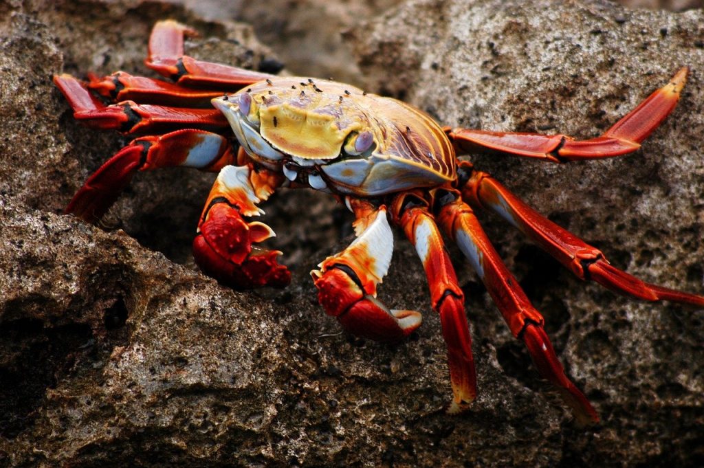 crab galapagos ecuador 2113971
