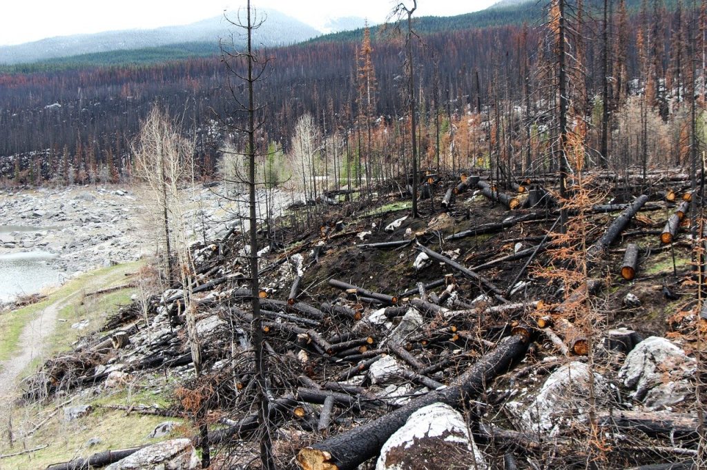 Больше 15 млн рублей направят в Приморье на тушение лесных пожаров 1 forest fire spirit lake jasper 1498012
