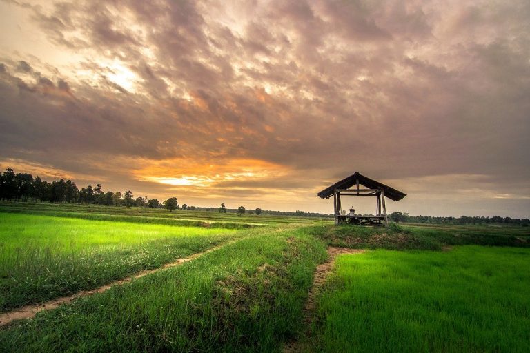 home outside thailand cornfield 2400964