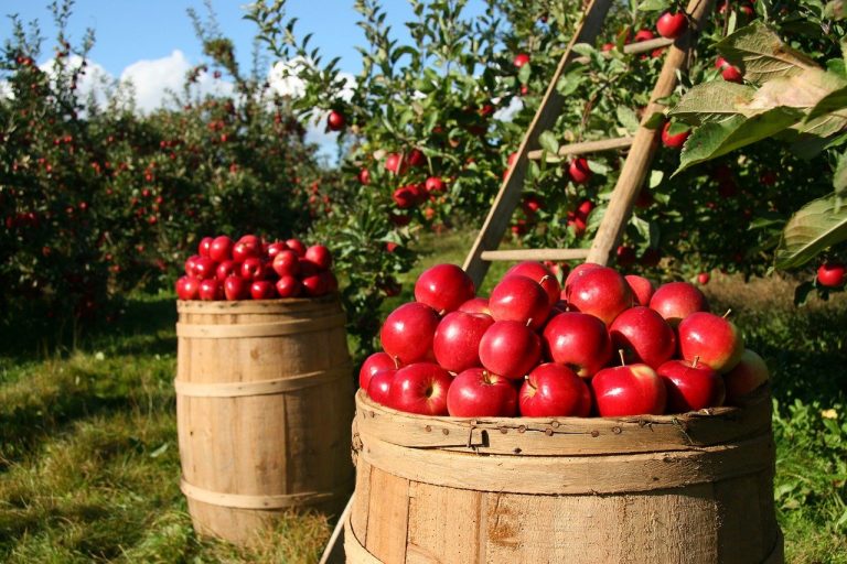 orchard apple apples 1872997