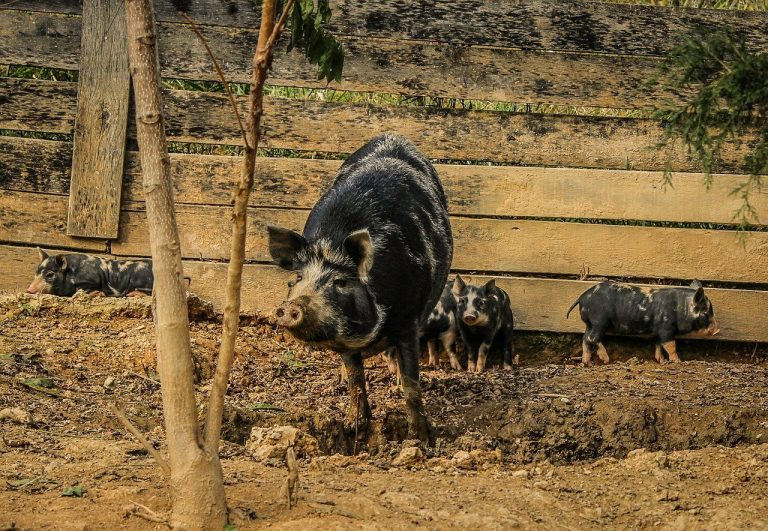 pigs sow piglets 201842