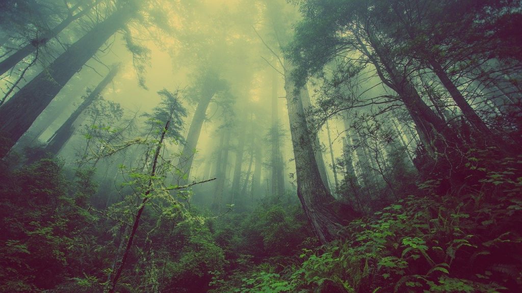 Как сократилась общая площадь лесов Приморья за последние три года 4 forest 931706 1280