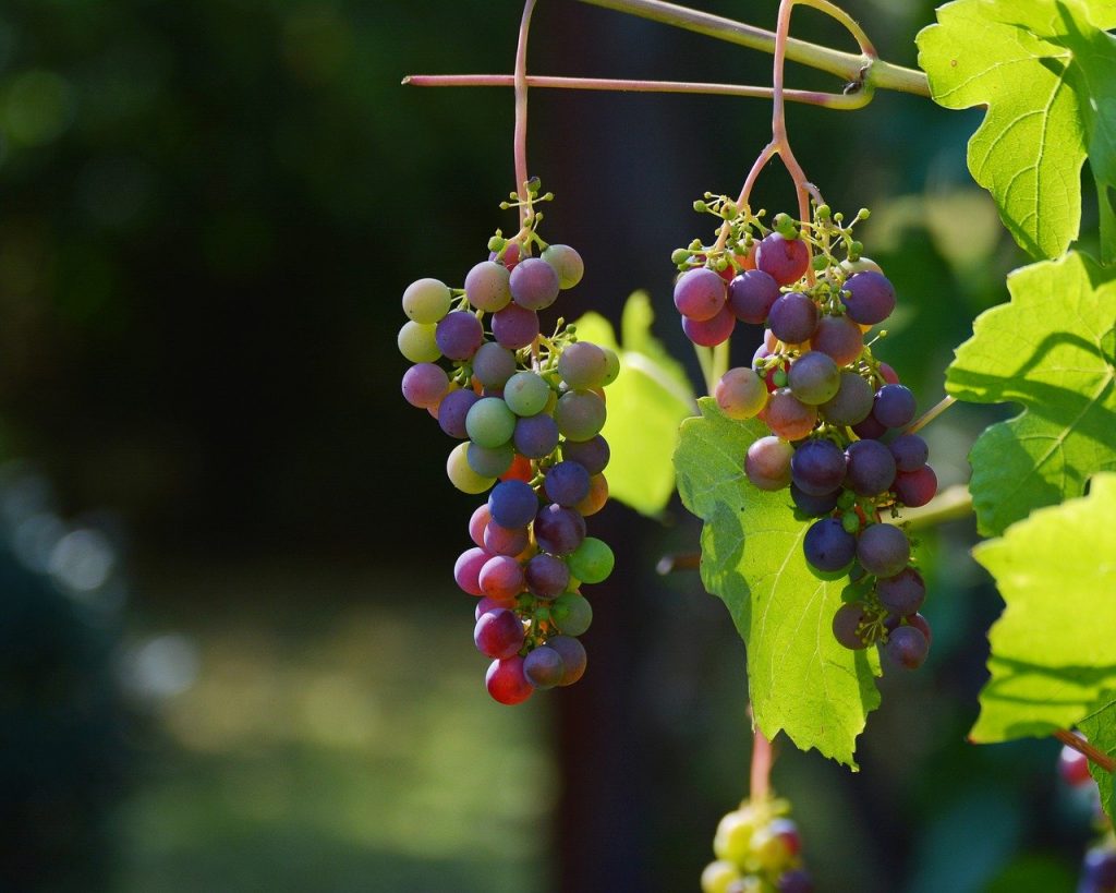 grapes vines wine 1659118