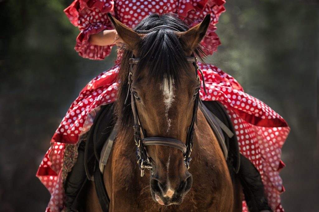 horse horse head horseback riding 1139142