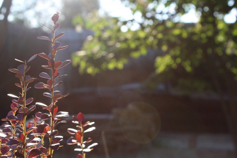 landscape design improvement landscaping 961681