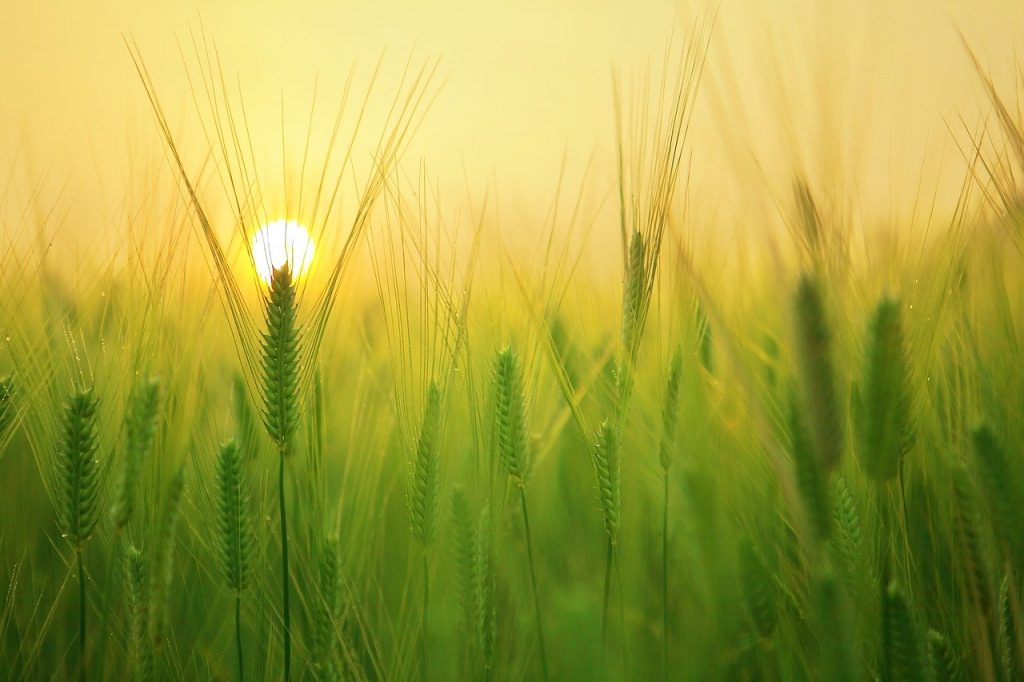 barley field wheat agriculture 1684052