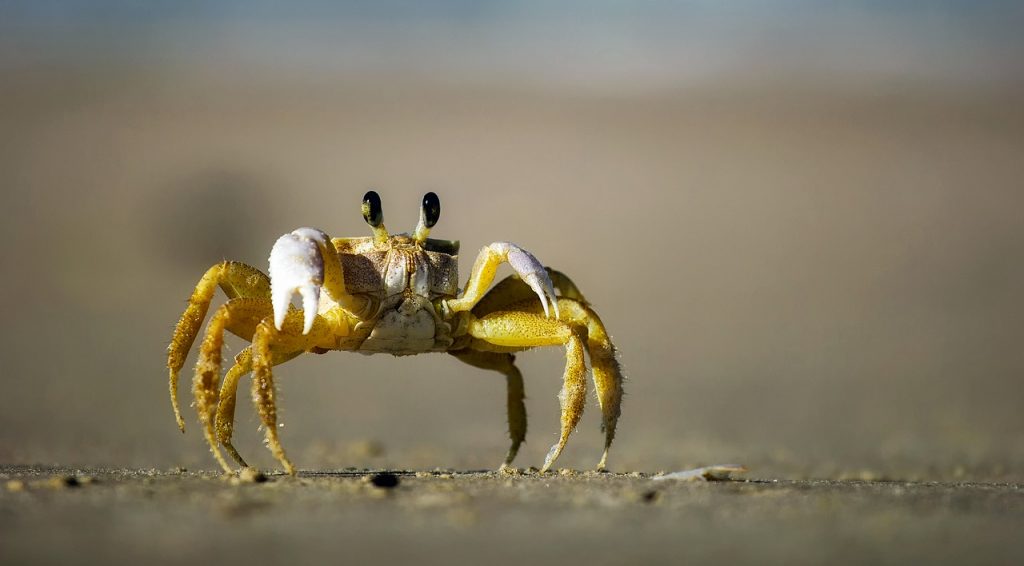 crab beach sand 1990198