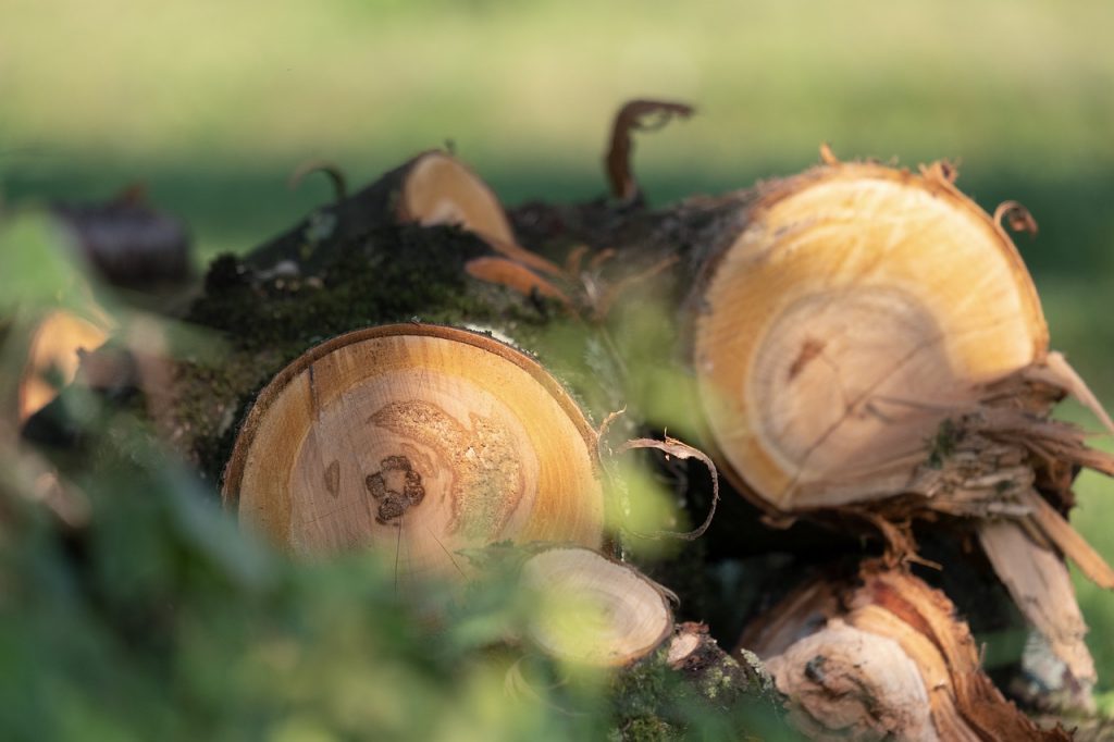 Утверждена форма отчета о древесине и продукции ее переработки 2 logs wood trees 6565763