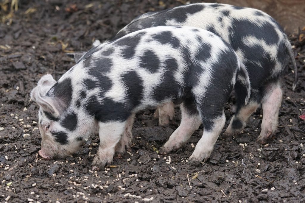 В Шкотовском районе выявлен очередной очаг африканской чумы свиней 4 pig turopolje domestic pig 1165124