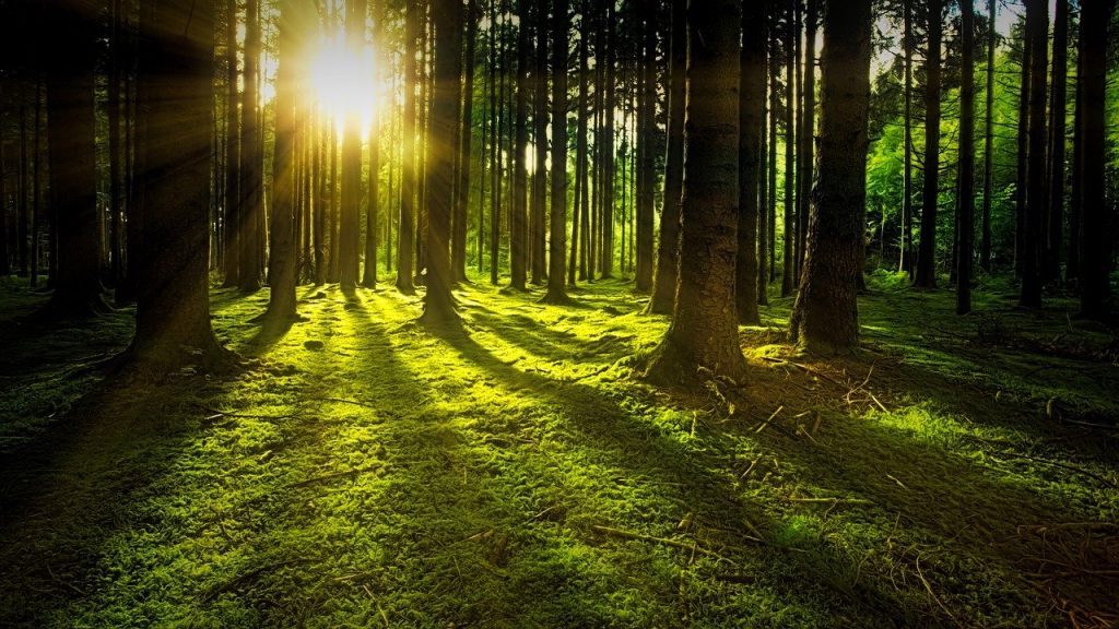 Обновлен порядок заполнения и подачи лесной декларации 3 trees moss forest 3294681