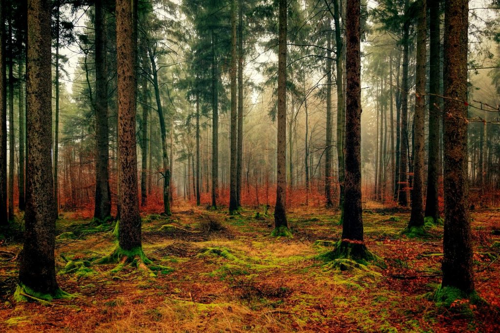 wood tree nature 3095720