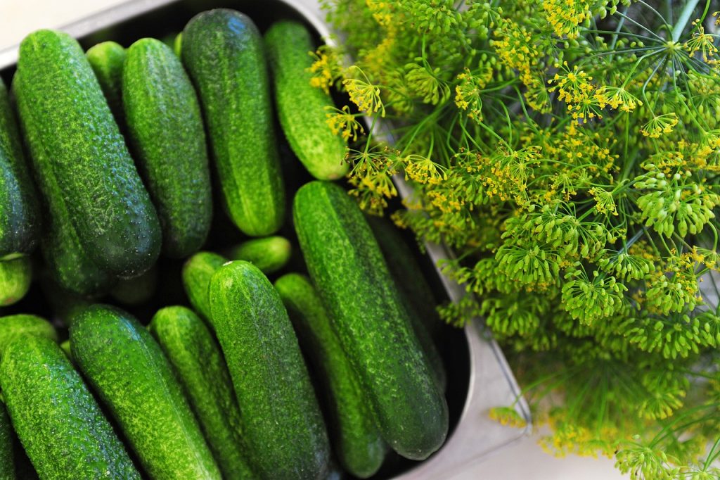 В августе в Приморье дешевел сахар и дорожали огурцы 7 cucumbers vegetables healthy 4097794