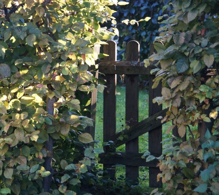 garden gate hedge garden fence 966108