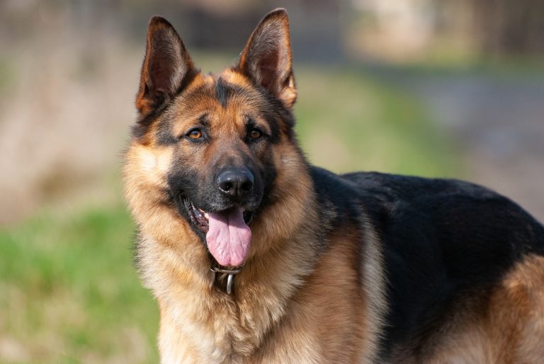 german shepherd dog german shepherd dog 6235368