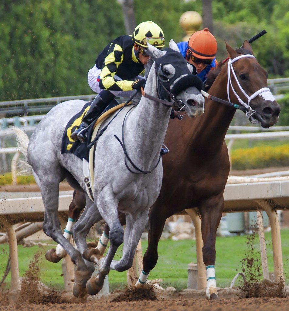 ФНС утвердил форму информации о принятых ставках 5 horses race horse racing 3817727