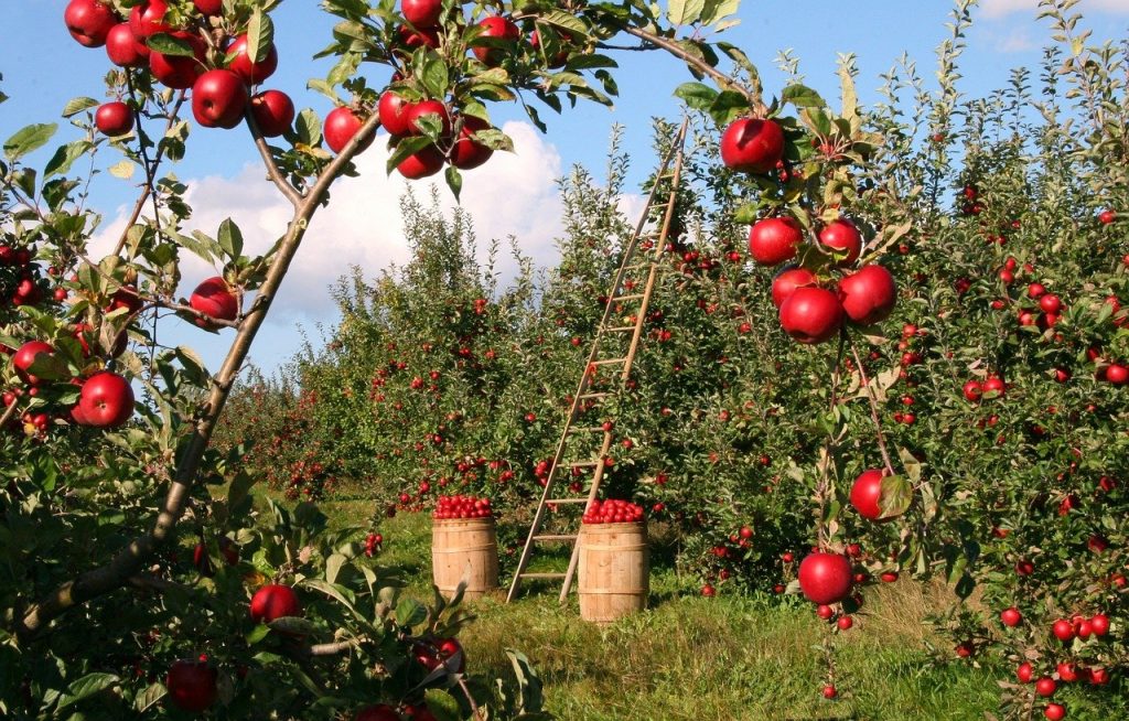 apples gbda