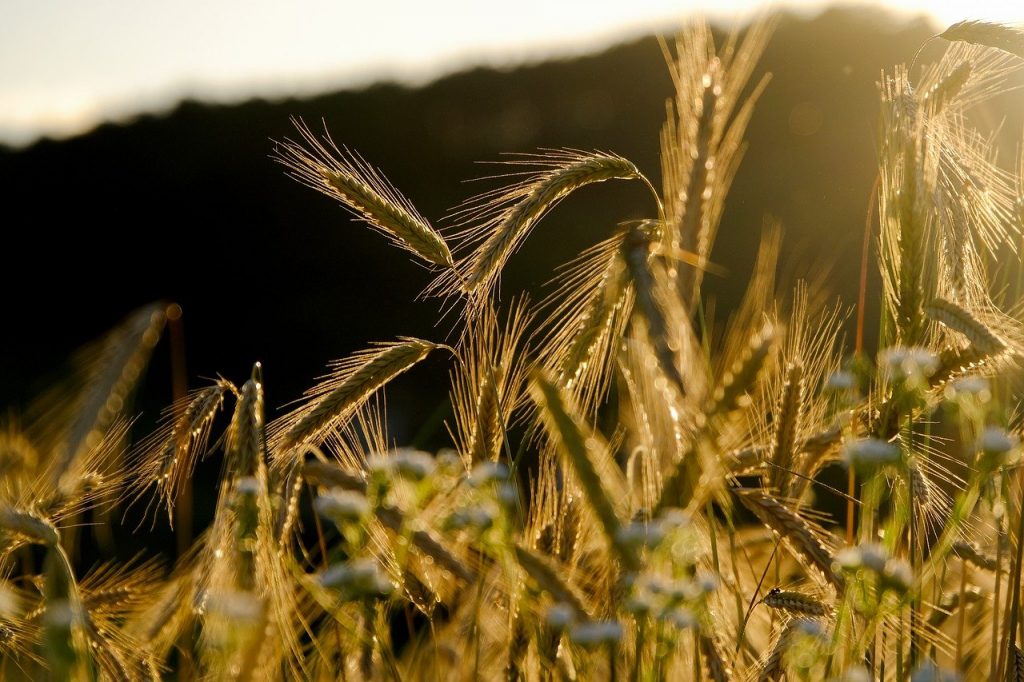 grain