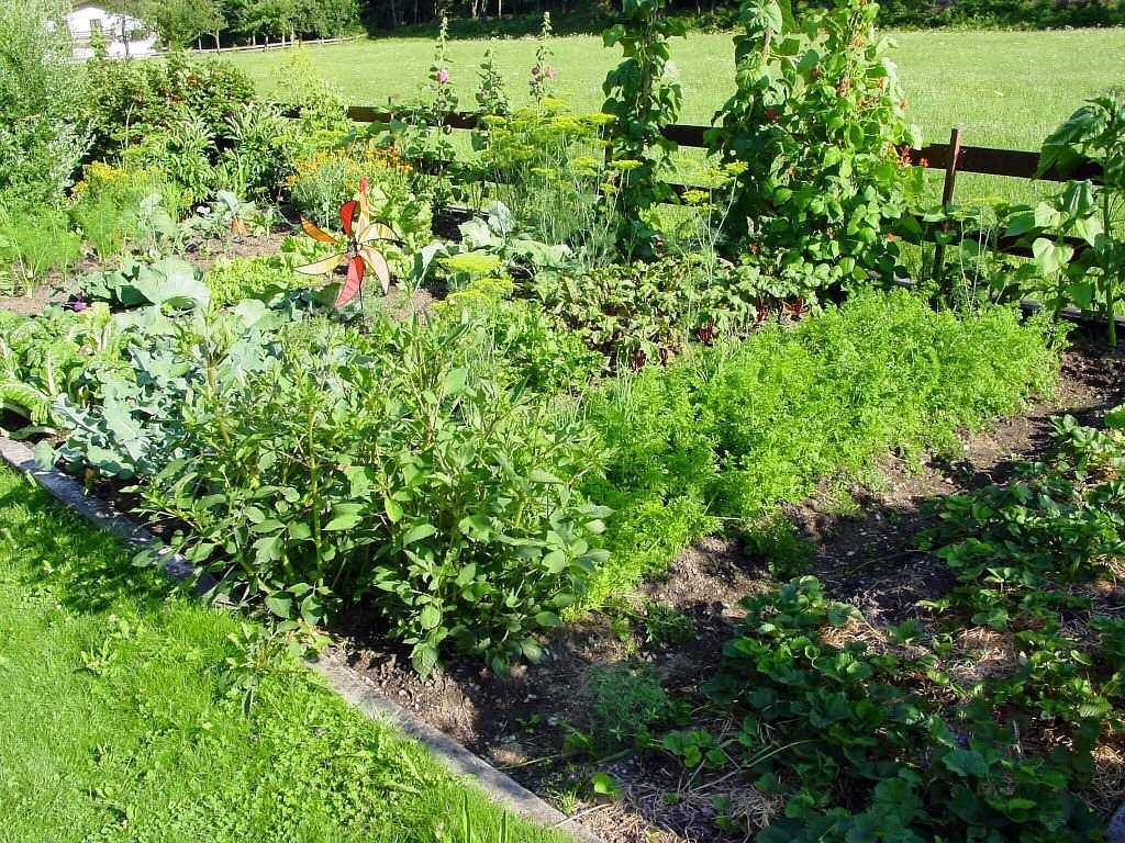 allotment garden, garden, flower beds-1059.jpg