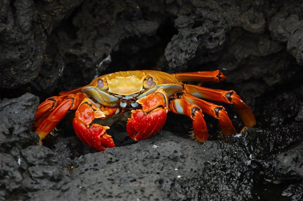 Распределены квоты вылова крабов и других водных биологических ресурсов 4 crab, animal, wildlife-63084.jpg