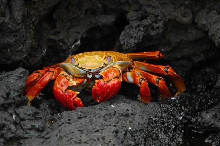 crab, animal, wildlife-63084.jpg