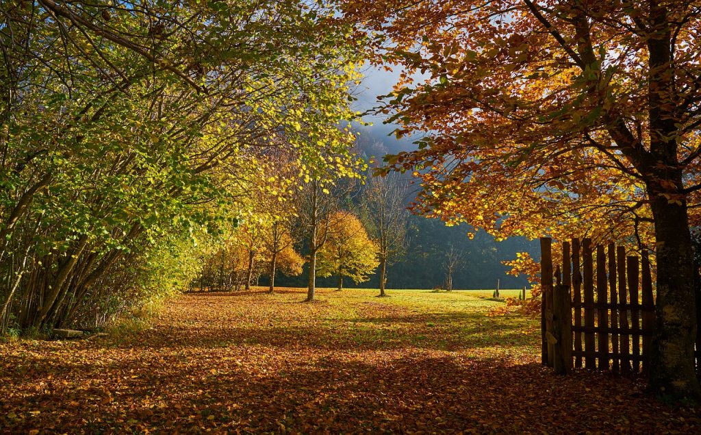 fall, hagertal, nature-4631091.jpg