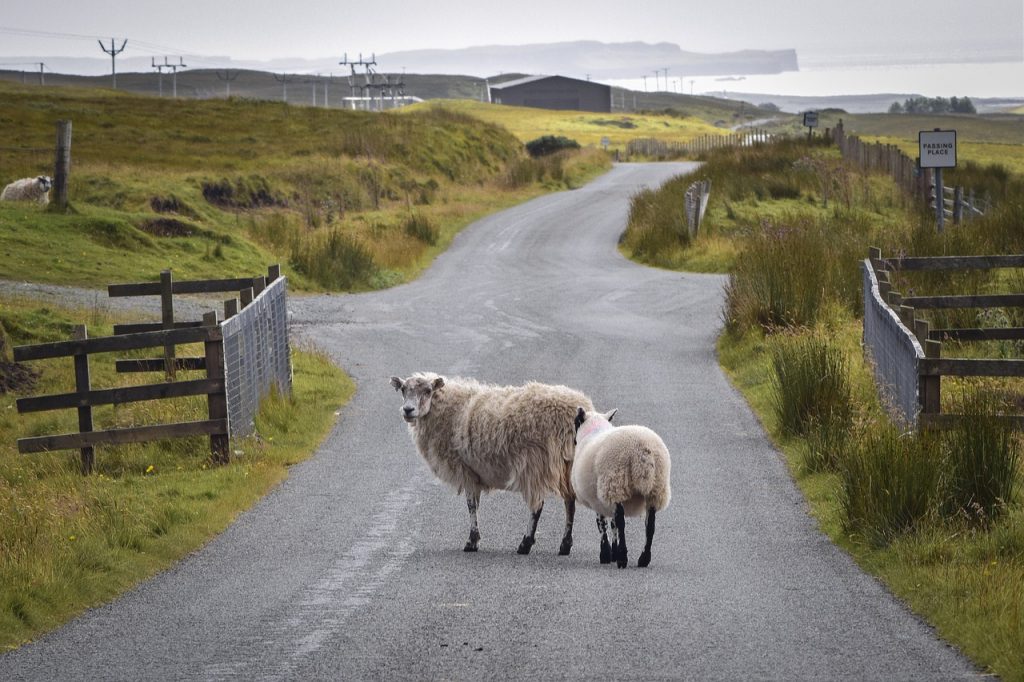 На развитие сельского хозяйства Приморья направят больше средств 4 road, sheep, rural-6467945.jpg