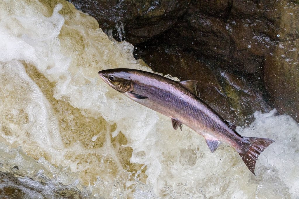 salmon, leaping, salmon leaping-3704543.jpg