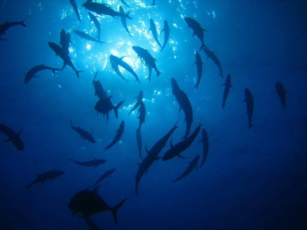 sea, ocean, water-79950.jpg