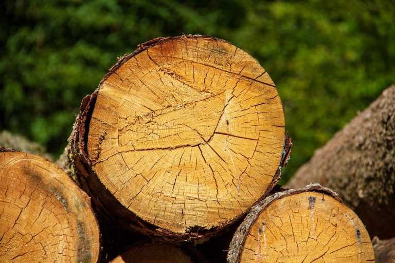 wood, log, nature-3729488.jpg