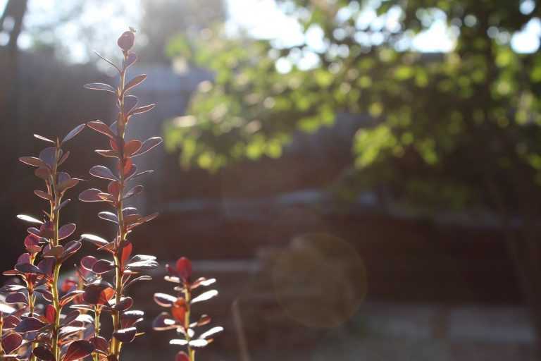 landscape design, improvement, landscaping-961681.jpg