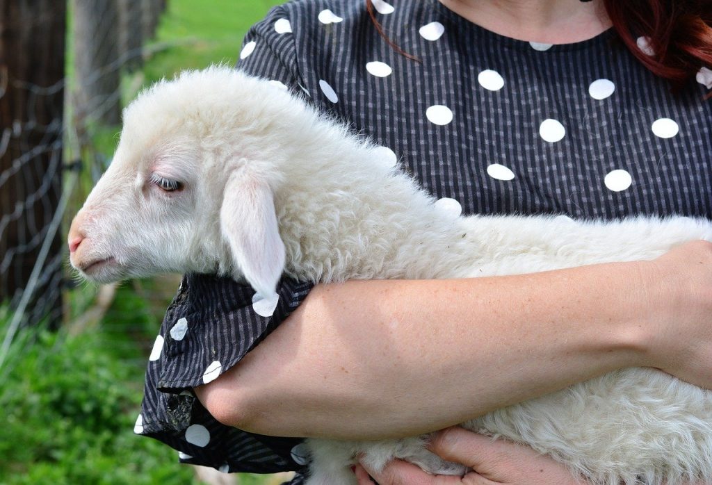 sheep, lamb, cub-3348950.jpg