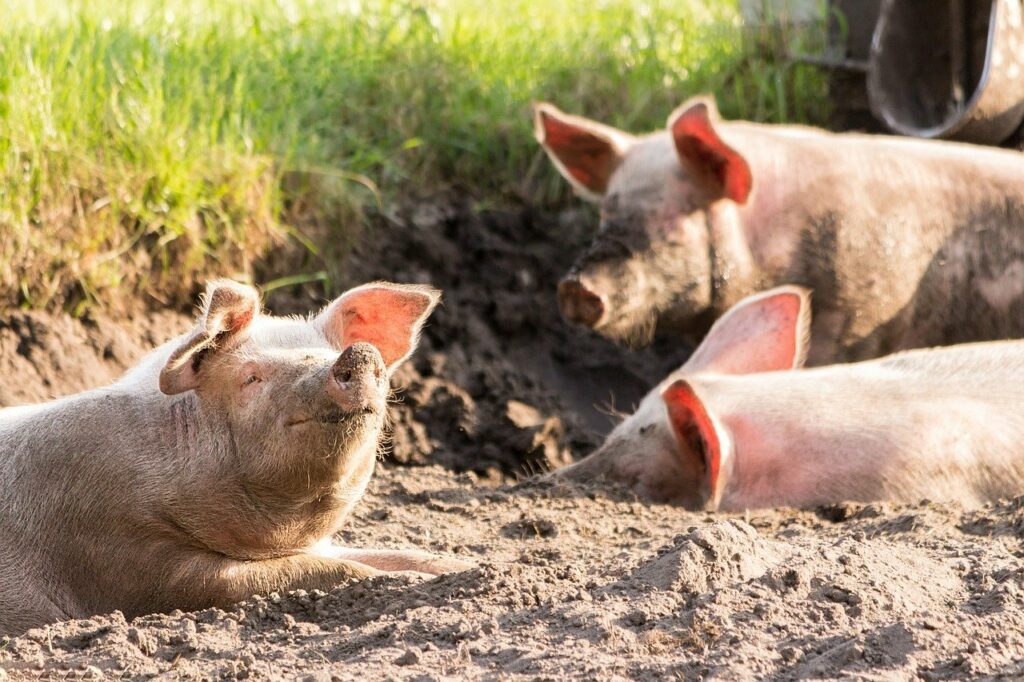 В Пограничном районе введен карантин из-за африканской чумы свиней 5 pigs, cute, funny-4028140.jpg