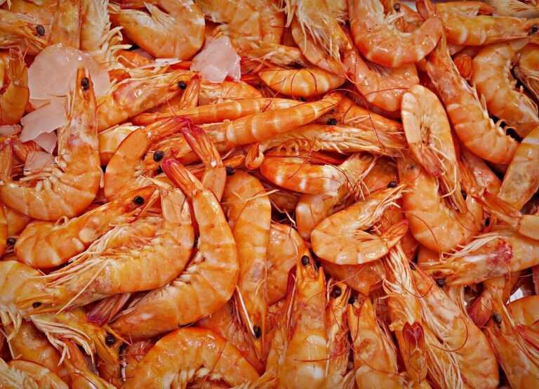 shrimp, prawn, animal-1523135.jpg