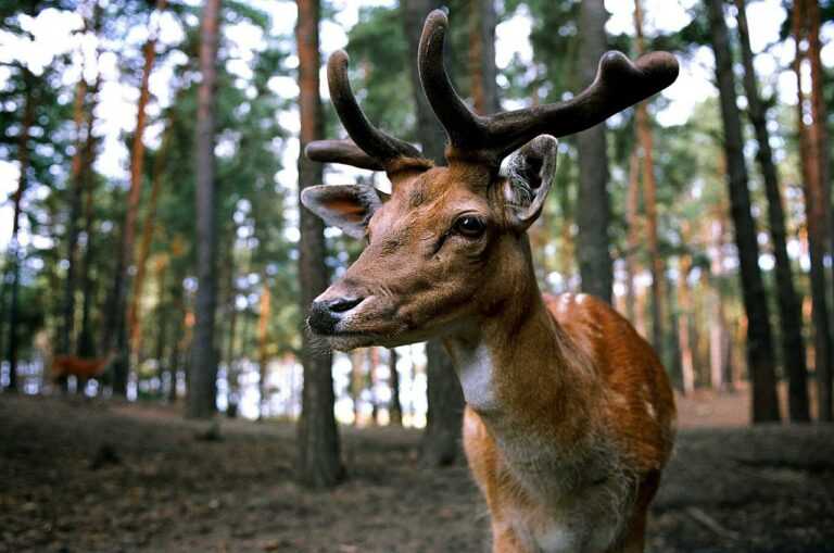 deer, forest, wild-555463.jpg