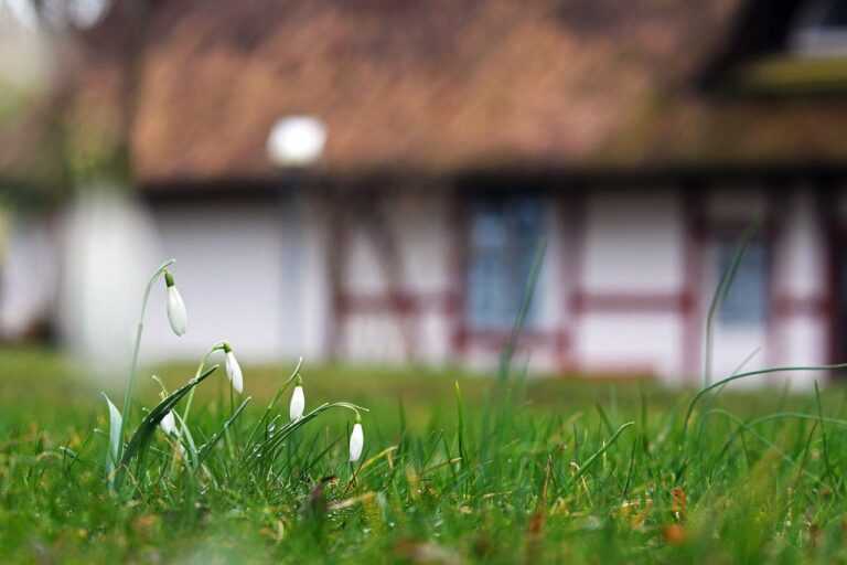 snowdrop, flowers, meadow-6101818.jpg