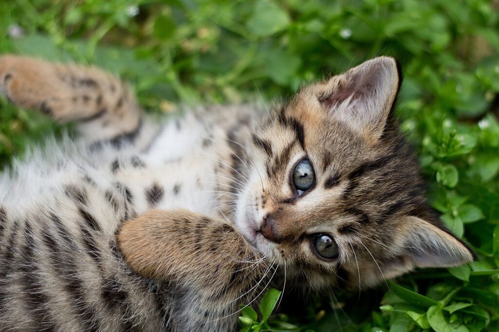 Добровольную маркировку собак и кошек отменили 2 tabby kitten gbb
