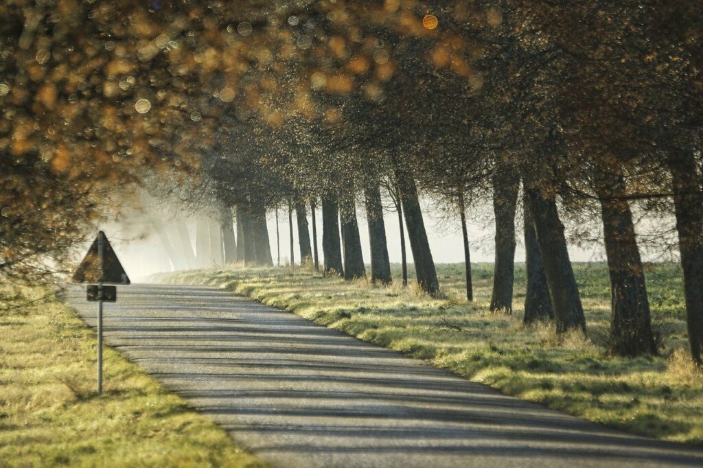 В районе улицы Дежнева построят дорогу 4 trees gcadba