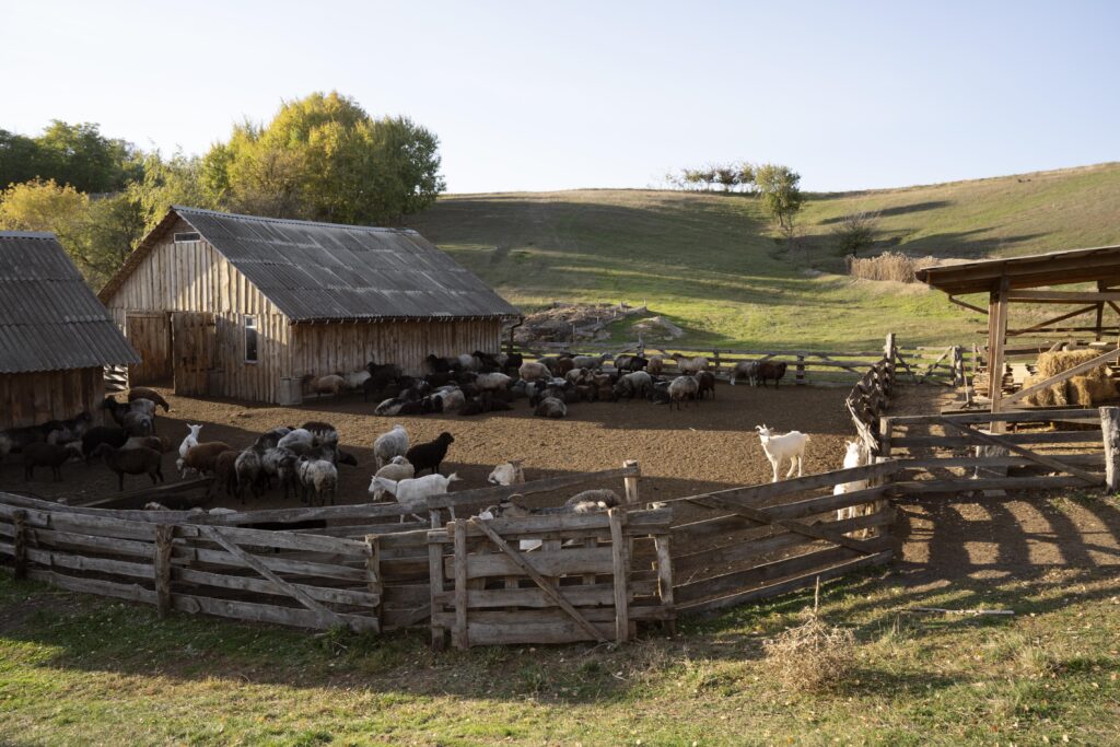 rural life concept with farm animals
