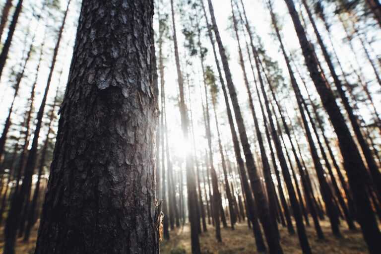 markus spiske g snskc unsplash