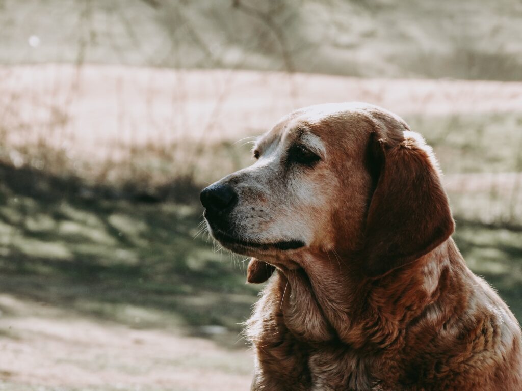 romina bm gkkrjmem unsplash