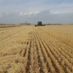 field gf x
