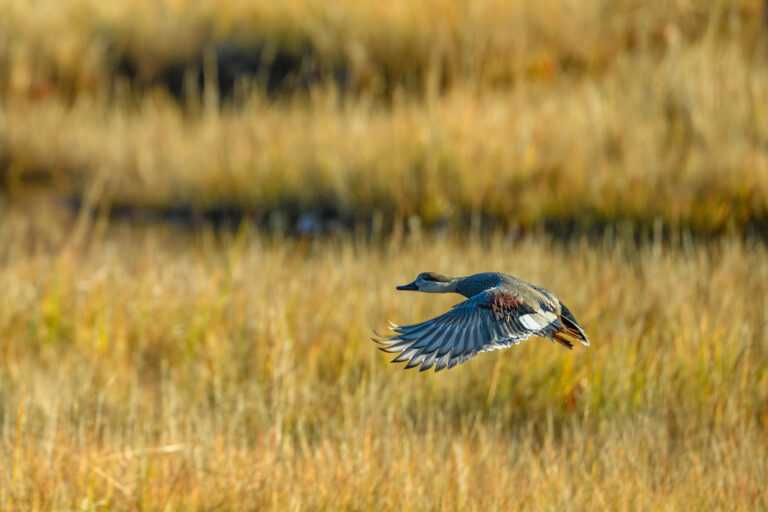 Gadwall on its way out of the marsh in East Lyme, Connecticut.