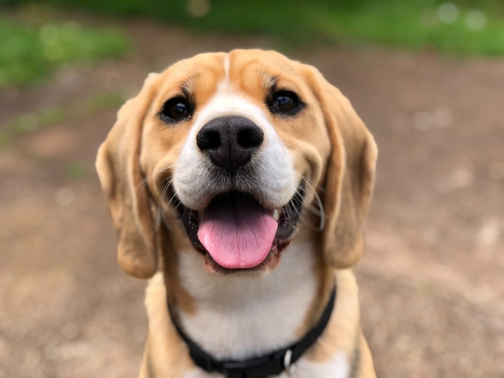 milli lCWTpcChI unsplash