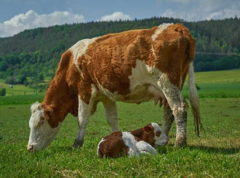 july NIIUFdWRlWM unsplash