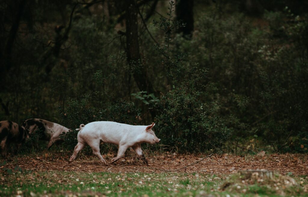 annie spratt YppMWVYkk unsplash